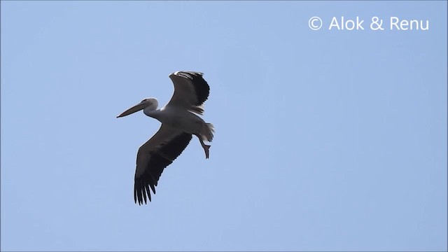 pelikán bílý - ML201966591