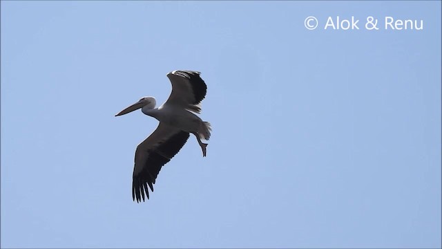 Great White Pelican - ML201966591