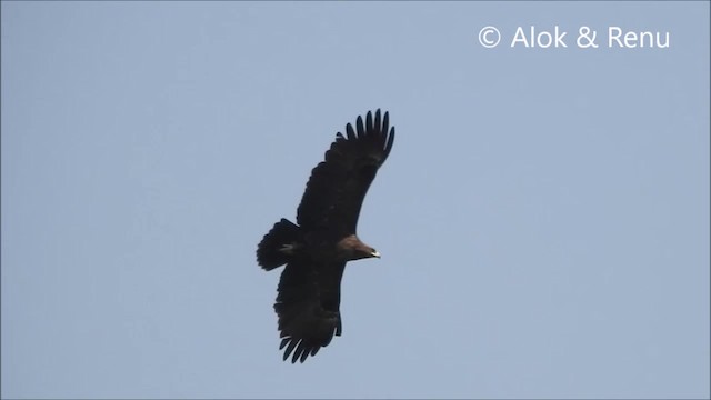 Águila India - ML201966601