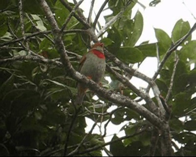 Red-banded Fruiteater - ML201966651