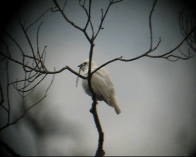 White Bellbird - ML201966661