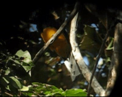 Trogon à queue blanche - ML201966771