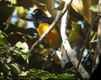 Green-backed Trogon - ML201966781