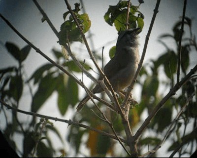 Black-striped Sparrow - ML201966811