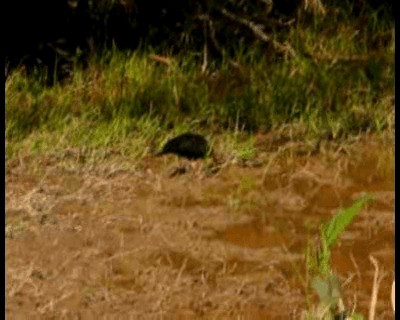 Sharp-tailed Ibis - ML201966841