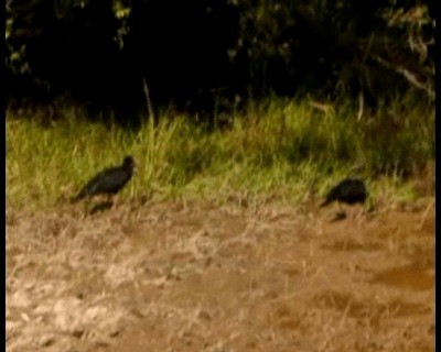 Sharp-tailed Ibis - ML201966851