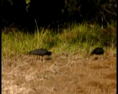 Sharp-tailed Ibis - ML201966861