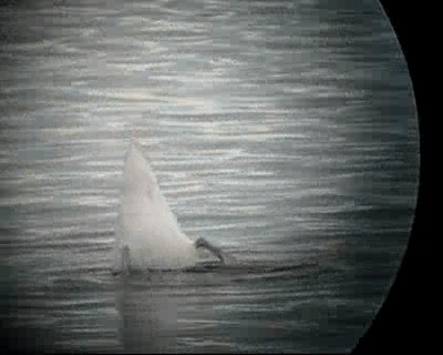 Черношейный лебедь - ML201966891