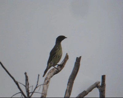 Bearded Bellbird - ML201967041