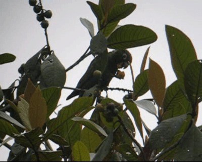 Fiery-shouldered Parakeet - ML201967081