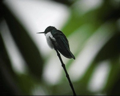 Black-eared Fairy - ML201967161