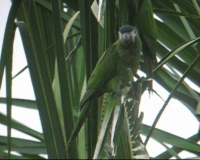 Red-shouldered Macaw (Northern) - ML201967211