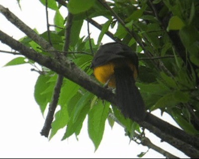 Orange-crowned Oriole - ML201967221