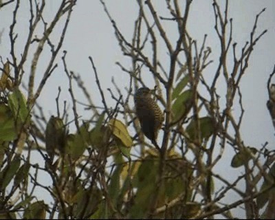 Golden-spangled Piculet (Undulated) - ML201967231