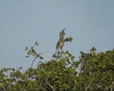 Cardenal de la Guajira - ML201967241