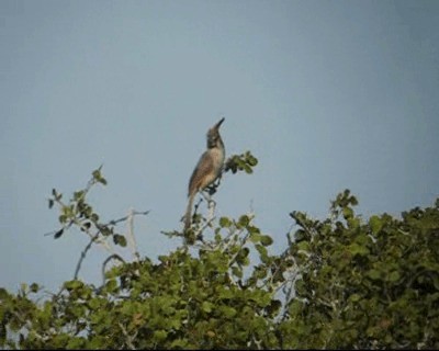 Cardenal de la Guajira - ML201967251