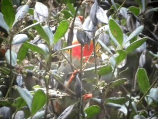 Red-banded Fruiteater - ML201967281