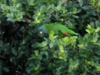 Red-necked Parrot - ML201967361