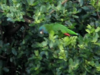 Red-necked Amazon - ML201967361