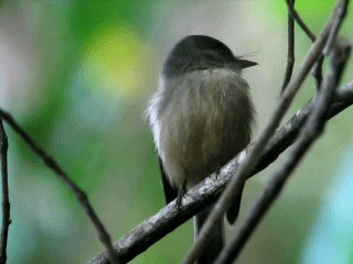 Lesser Antillean Pewee - ML201967371