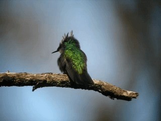 Antillean Crested Hummingbird - ML201967381