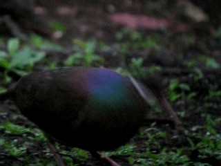 Bridled Quail-Dove - ML201967411