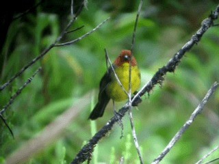 Tepui Brushfinch - ML201967441