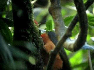 Pic à cou rouge - ML201967501