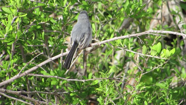 Cuban Gnatcatcher - ML201967541