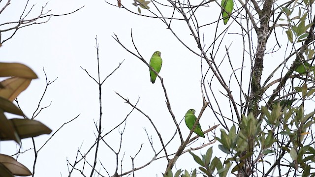 Tepui Parrotlet - ML201967631