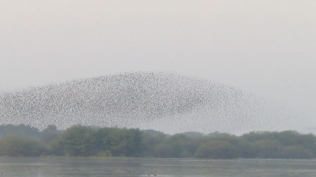 Rosy Starling - ML201967711