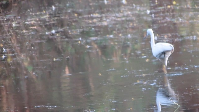 Little Egret (Western) - ML201967831