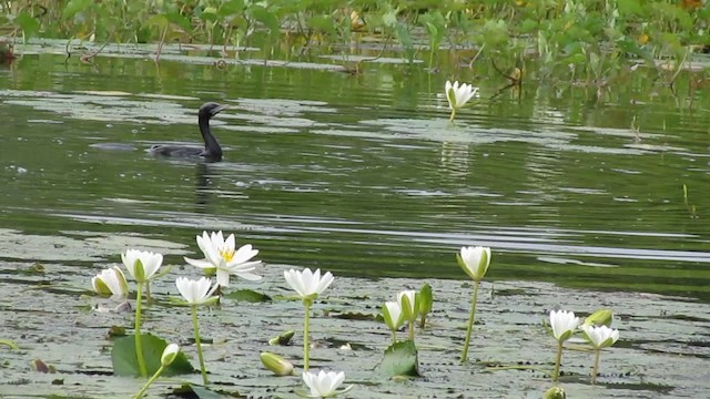 Cormorán Indio - ML201967891