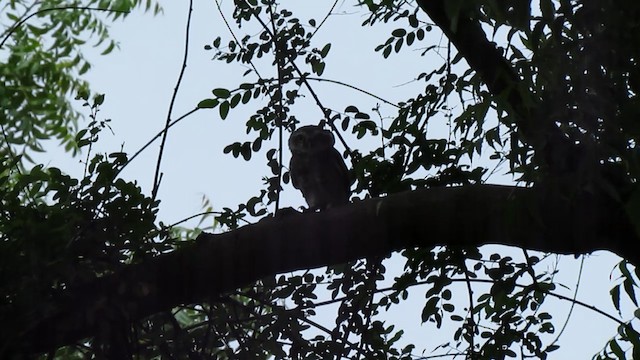 Spotted Owlet - ML201967941