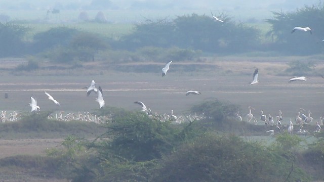 Great White Pelican - ML201967951