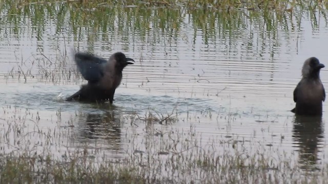 House Crow - ML201967961