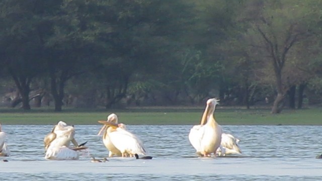 pelikán bílý - ML201967991