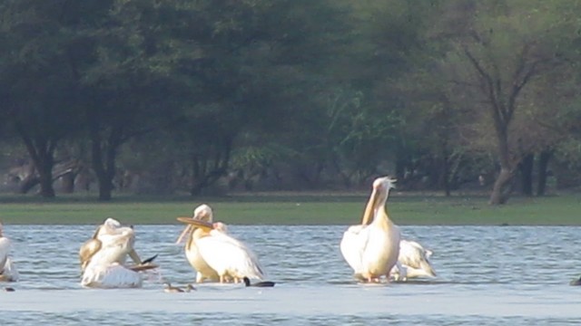 Great White Pelican - ML201967991