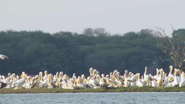 Great White Pelican - ML201968001