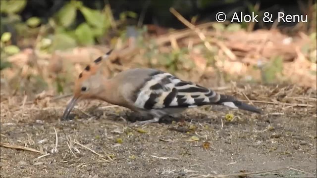 Eurasian Hoopoe (Eurasian) - ML201968021