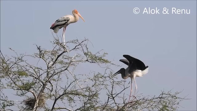 Painted Stork - ML201968111