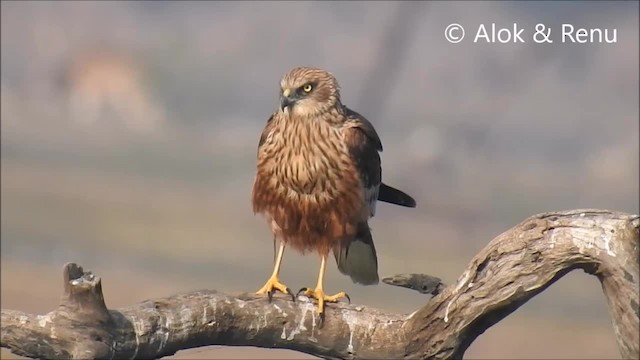 Western Marsh Harrier - ML201968131