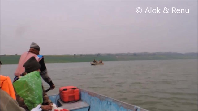 Indian Skimmer - ML201968161