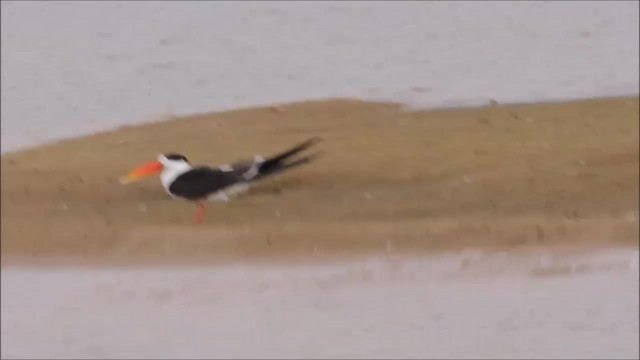 Indian Skimmer - ML201968171