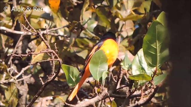 Minivet Naranja - ML201968181