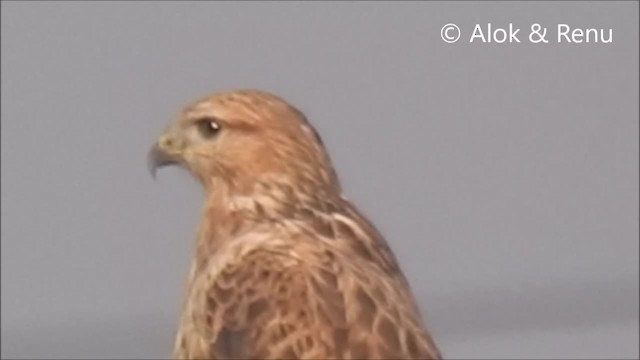 Long-legged Buzzard (Northern) - ML201968191