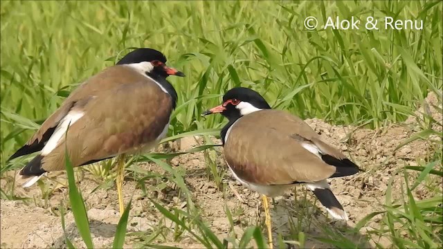 Red-wattled Lapwing - ML201968281