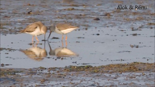 Terek Sandpiper - ML201968381