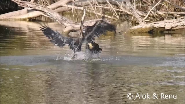 Oriental Darter - ML201968411