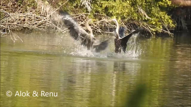 Oriental Darter - ML201968421
